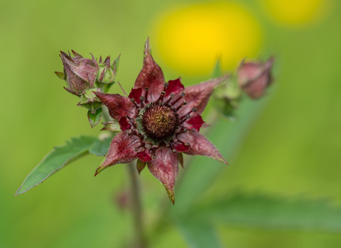Close up of a reddish-purple marsh cinquefoil flower