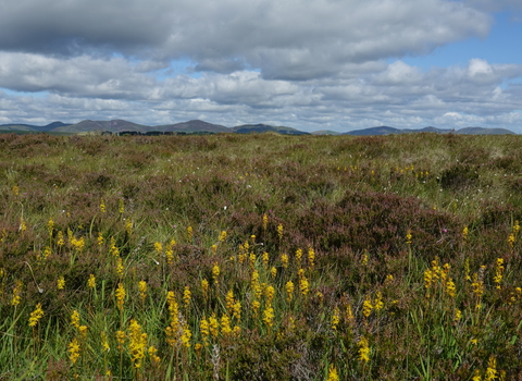 Near natural bog at Peeswit Moss
