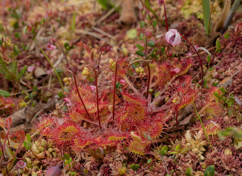 Sundew and a pink bog cranberry flower