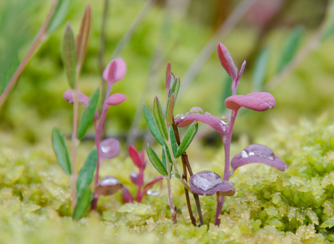 Bog rosemary growing amongst Sphagnum moss