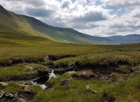 Damaged peatland 