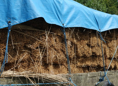 Cut reeds for thatch in the Broads, Norfolk