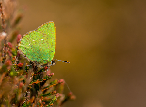 Green hairstreak butterfly sat on vegetation