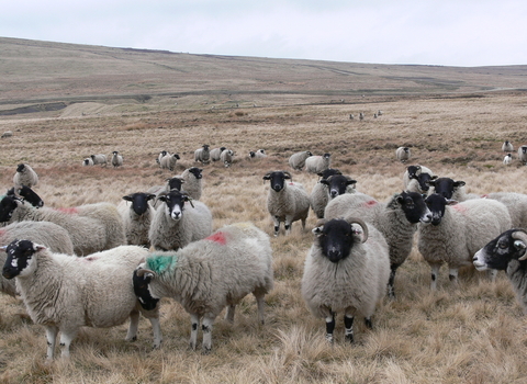 Sheep on common land