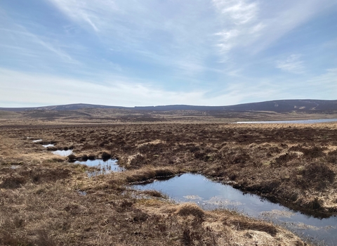 Dams blocking drains in peatland restoration