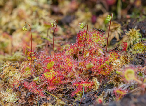 Round-leaved sundew