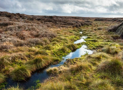 Wet blanket bog.
