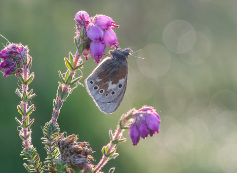 large heath butterfly  