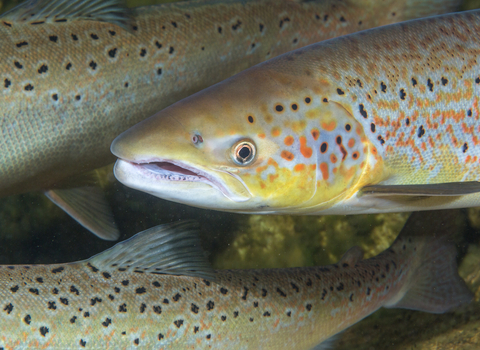 Atlantic salmon