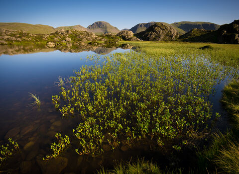A small mountain lake with emergent vegetation in Cumbria.