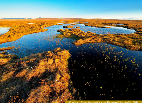 Forsinard Flows blanket bog