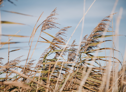 Common reeds