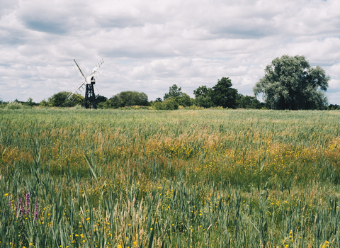Fen meadow at How Hill