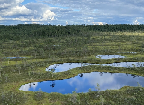 Mukri bog, Estonia
