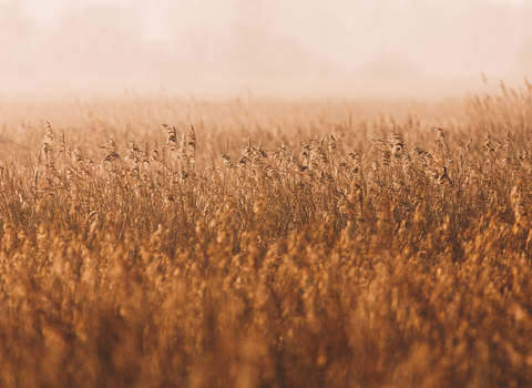 Reedbed