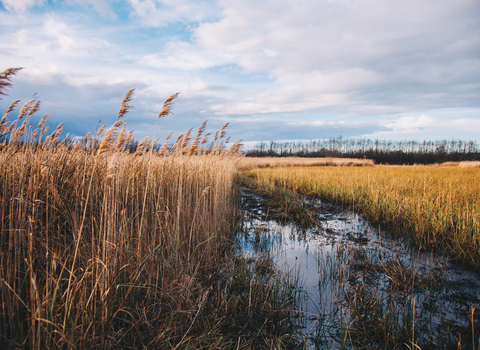 reedbed, Reedhan marsh