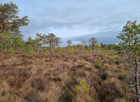 Abernethy bog woodland. Credit Emma Hinchliffe.