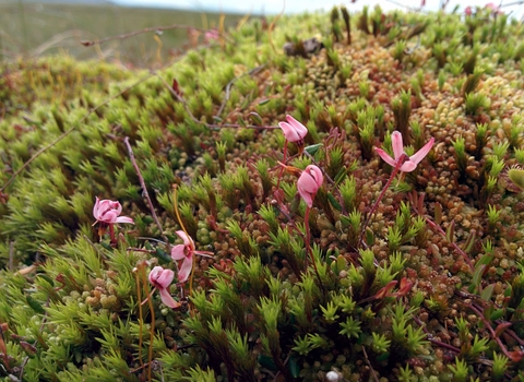 Bog cranberry