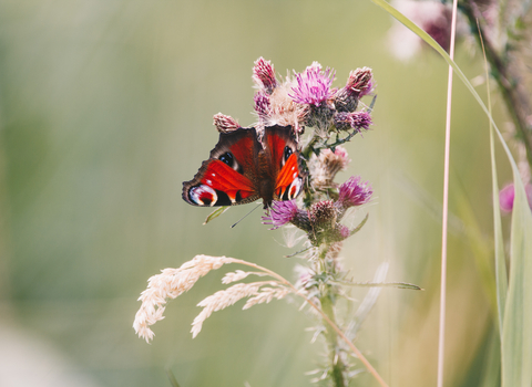 Butterfly, Sutton Fen.