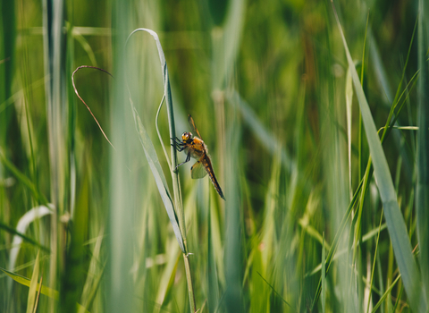 Dragonfly