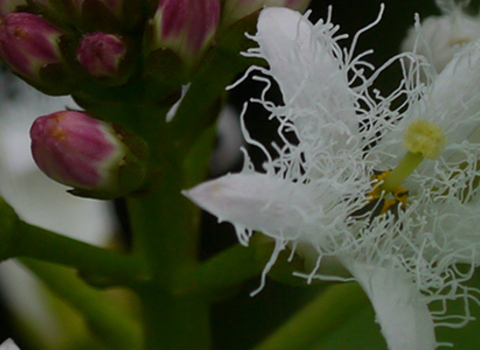 Bog bean in flower