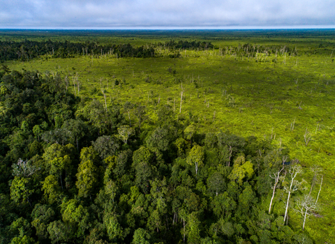 Peatland forest in Borneo