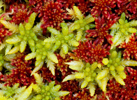 Sphagnum