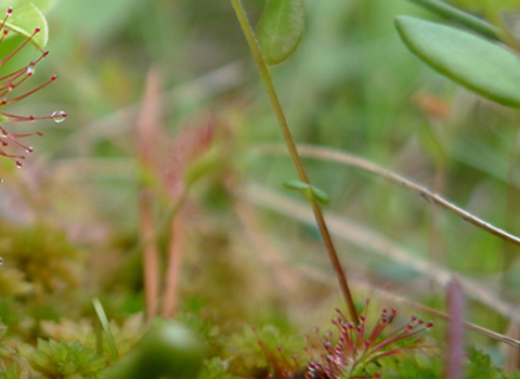 Picture of Sundew