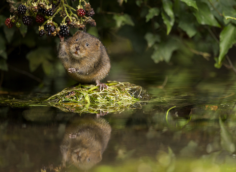 Water Vole sitting on vegetation and eating blackberries
