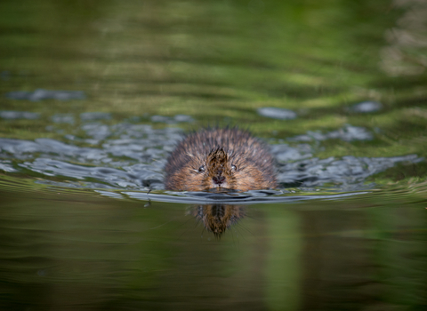 Water Vole swimming through water