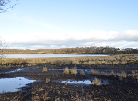 Peatland that has had peat extracted, with some pools of water.