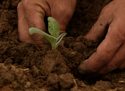 Pair of hands planting a seedling in soil