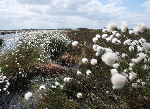 Hare's-tail cottongrass on a restored peatland
