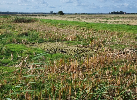 Paludiculture site 