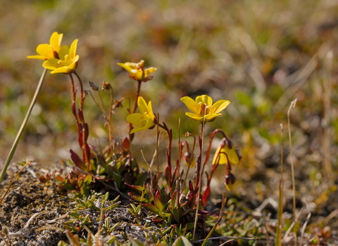 Close-up of Saxifraga hirculus flowers