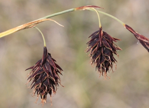 Close-up of Scorched Alpine Sedge.