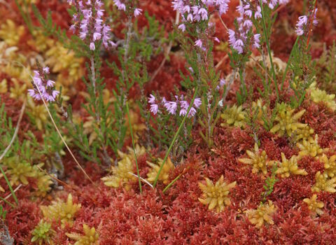 Close-up of ochre and red Sphagnum with heather flowers emerging from it