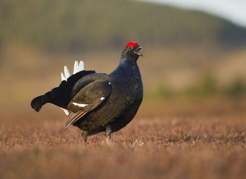 Male black grouse 
