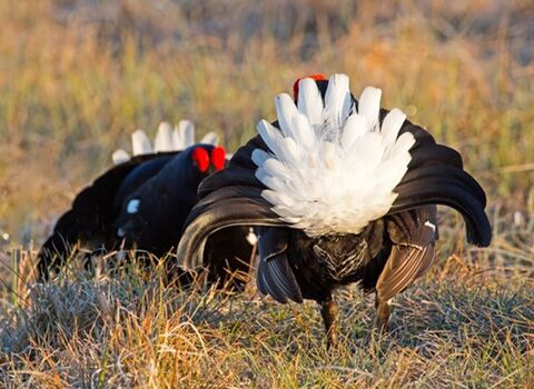 Black grouse males lekking