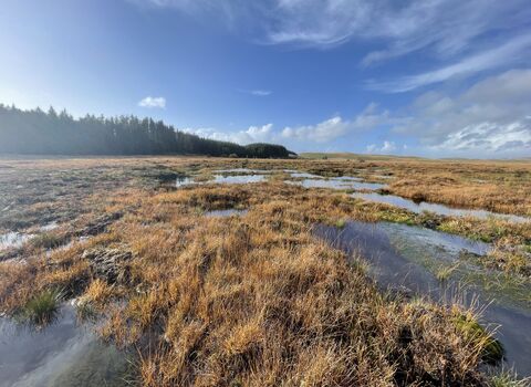 Figyn Blaen Brefi - Bog at the head of the River Brefi
