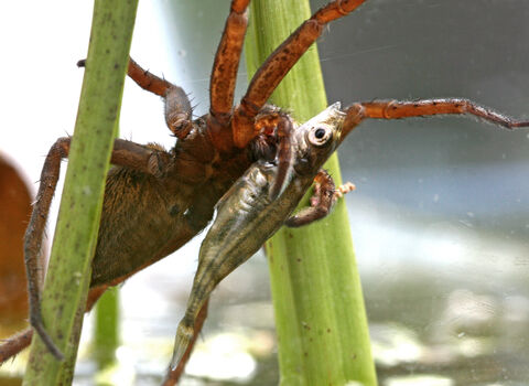 Fen raft spider grasping a small fish in its jaws.