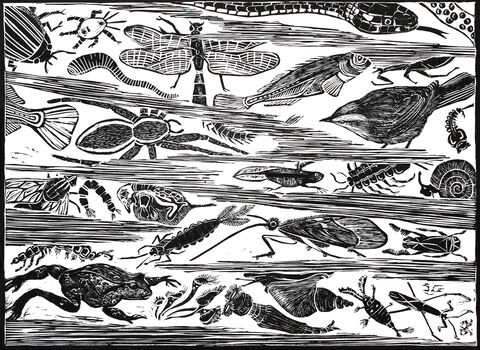 Black and white linocut of aquatic life including invertebrates, a snake, frog and bird.