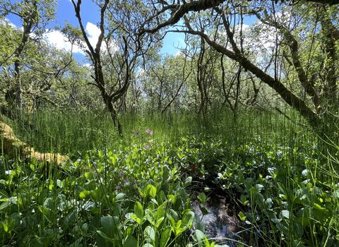 Canopy of mossy trees above an area of wet ground filled with vegetation.