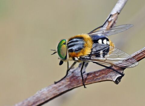 Brown and black fly with white abdominal spots and shiny green eyes resting on a twig.