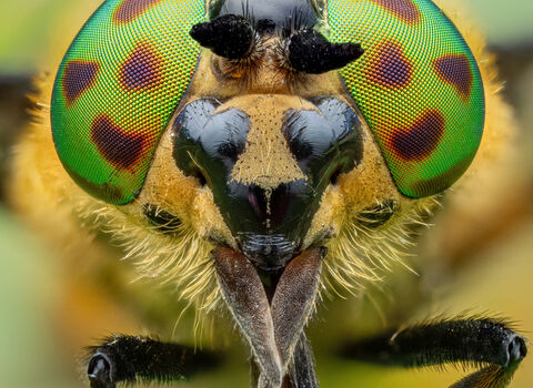 Close-up of a fly's face with bright green eyes covered in brown spots.