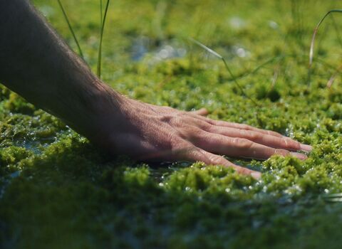Hand laid on a blanket of wet Sphagnum moss
